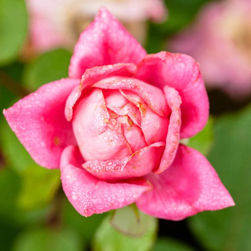 1 gal. Reblooming Rose Bush A222