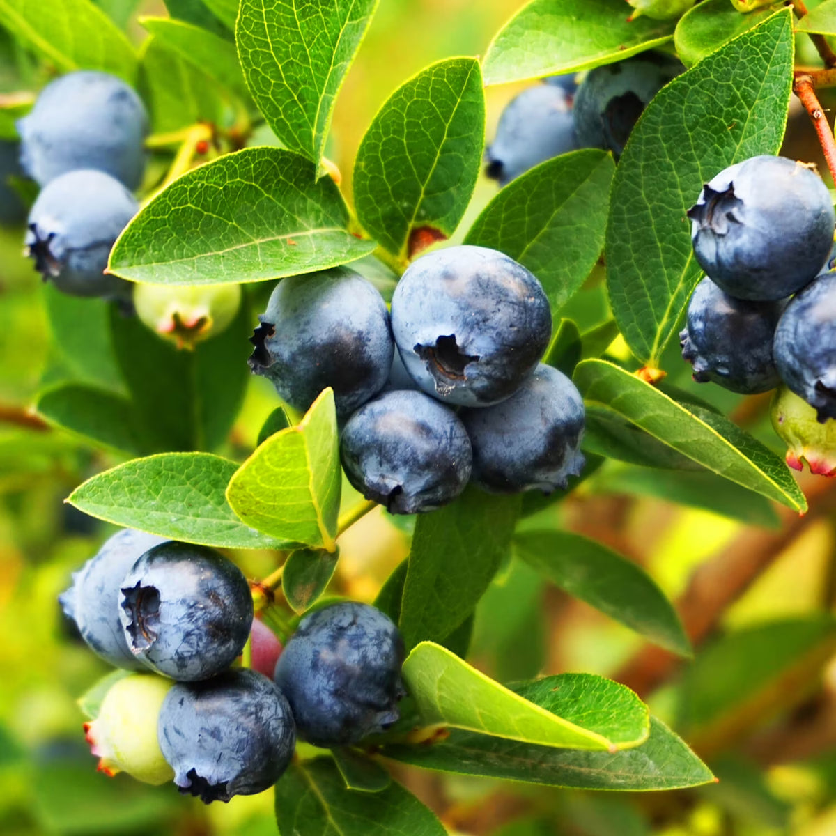 2.5 Gallon Rabbiteye Blueberry Bush Y120333