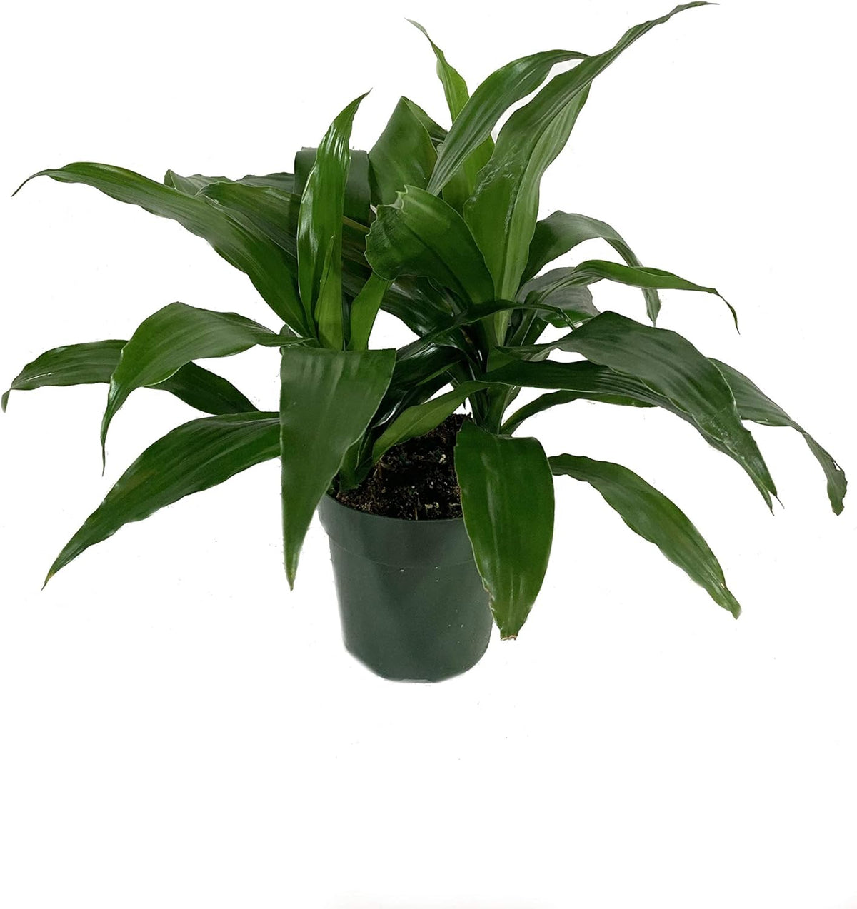 3 Live Plants in 6 Inch Pots - ZZ, Dracaena Janet Craig, Neanthe Bella Parlor Palm K386615