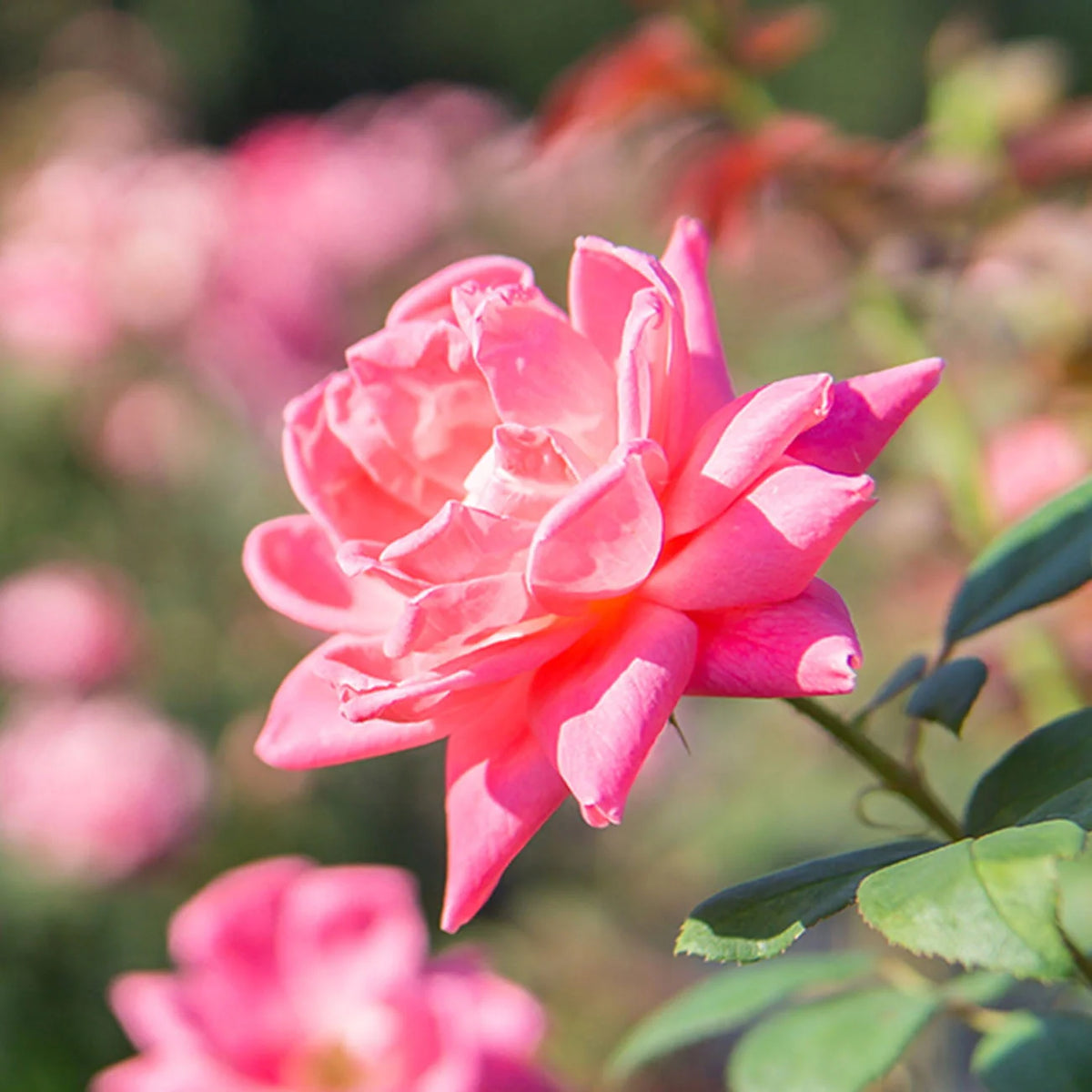 1 gal. Reblooming Rose Bush A222