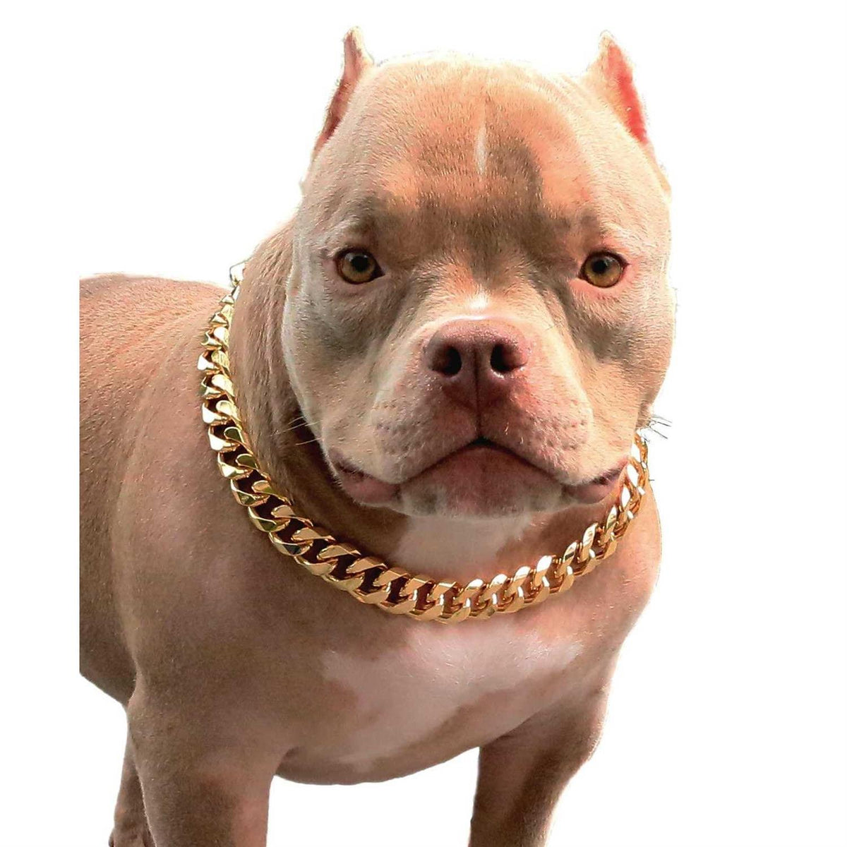 Gold Chain Cuban Link Dog Collar L980