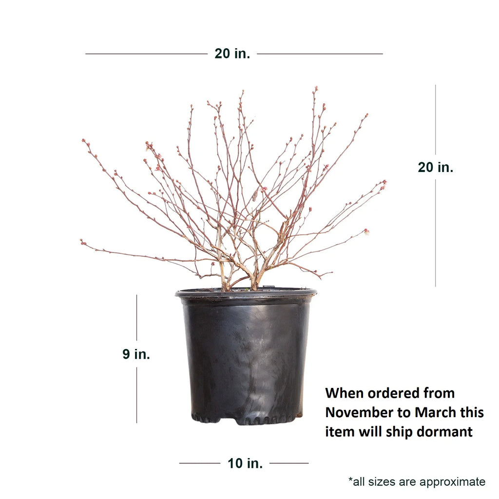 2.5 Gallon Rabbiteye Blueberry Bush Y120333