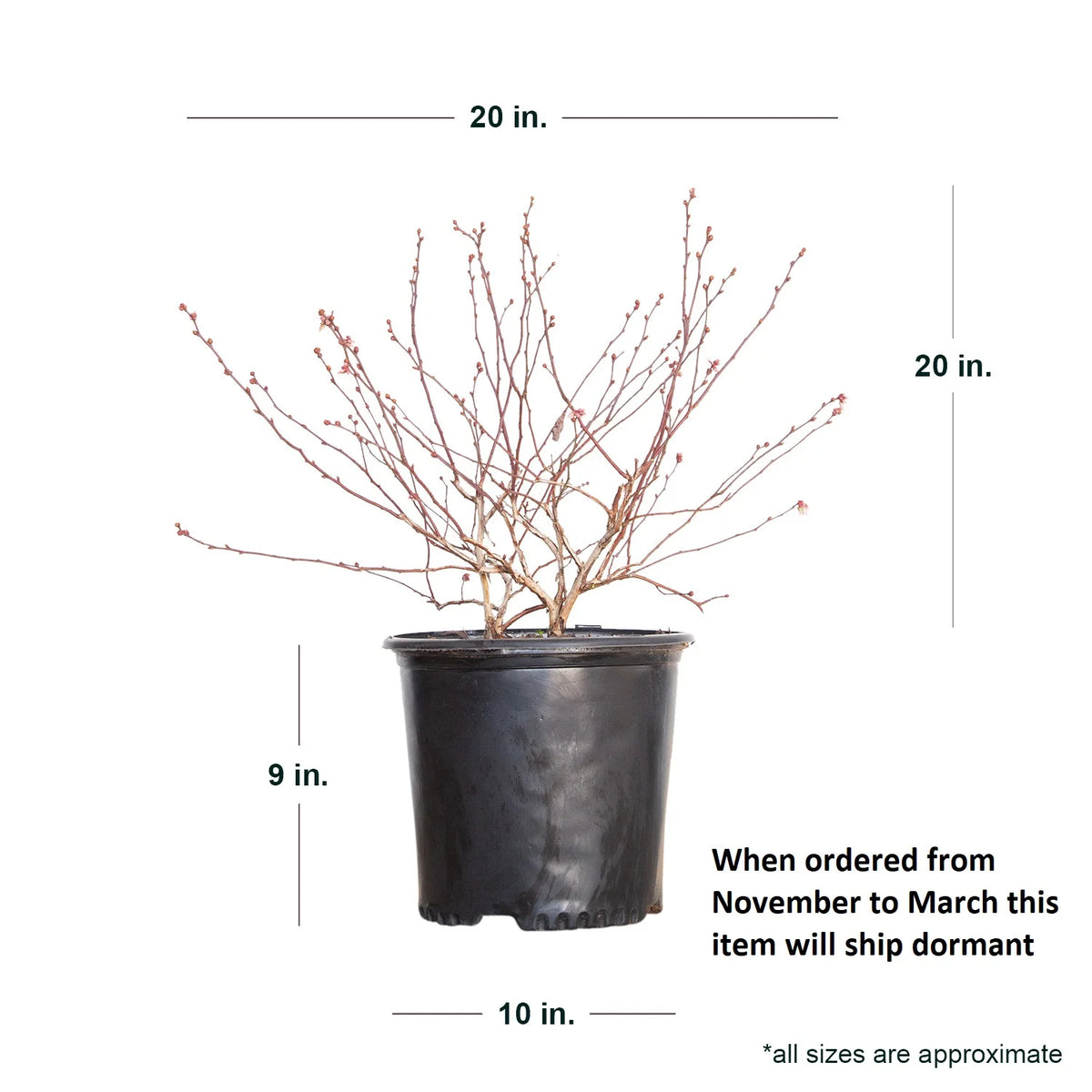2.5 Gallon Rabbiteye Blueberry Bush Y120333