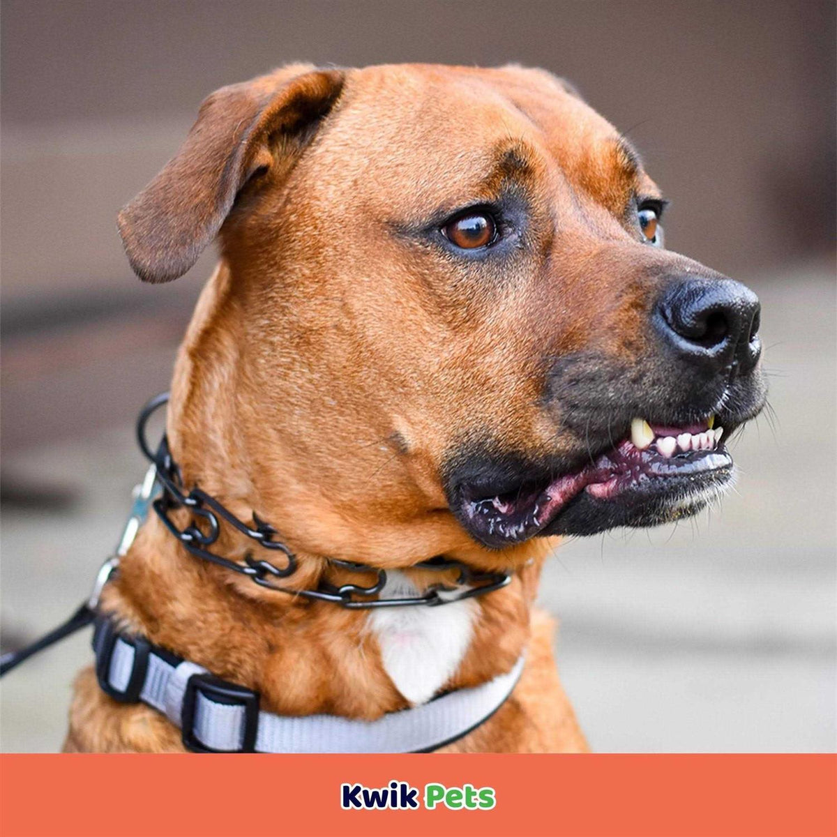 Stainless Dog Prong Training Collar E730702
