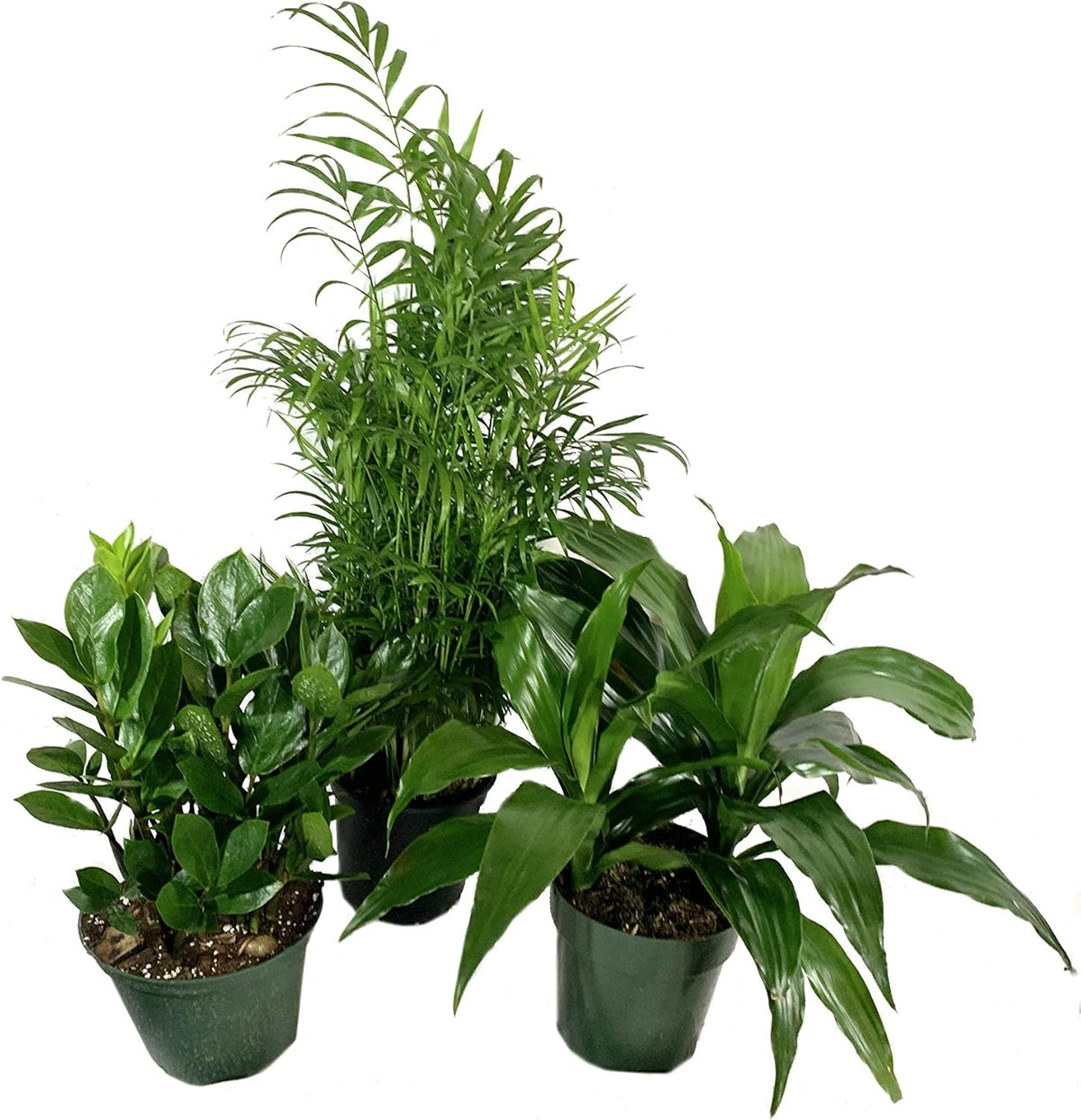 3 Live Plants in 6 Inch Pots - ZZ, Dracaena Janet Craig, Neanthe Bella Parlor Palm K386615