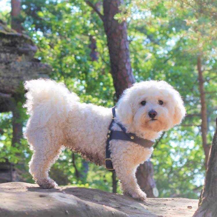 Leather Dog Harness Q318