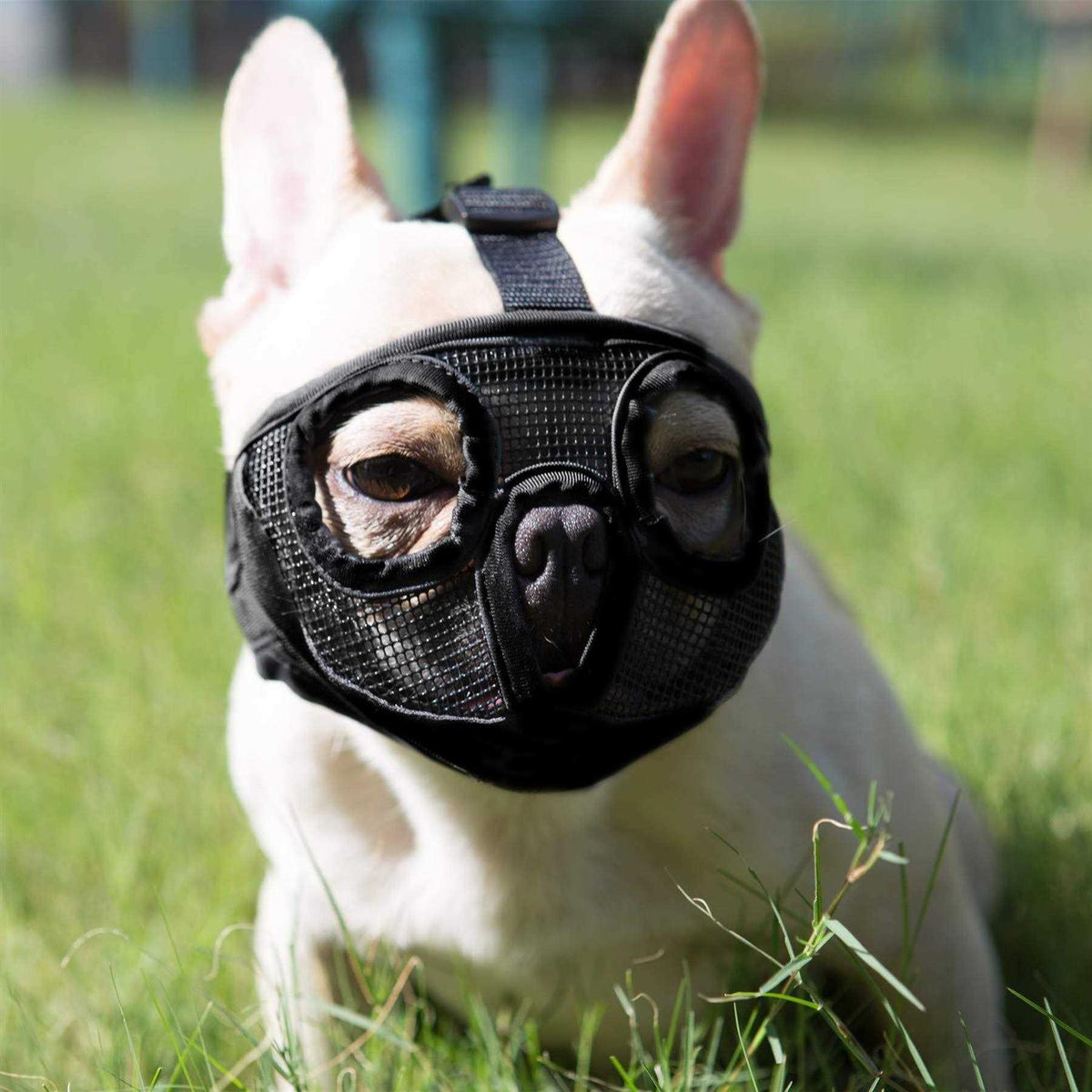 Adjustable Breathable Mesh Short Snout Dog Muzzle I4419