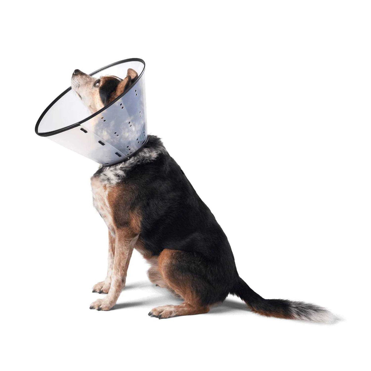 Dogswell E-Collar U5839