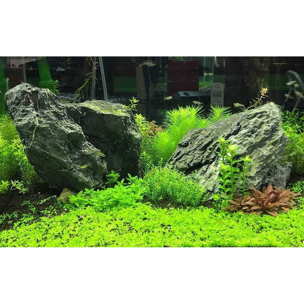 Potassium Pet Supplies E678235