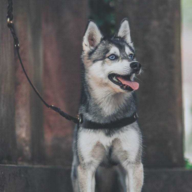 Leather Dog Harness Q318