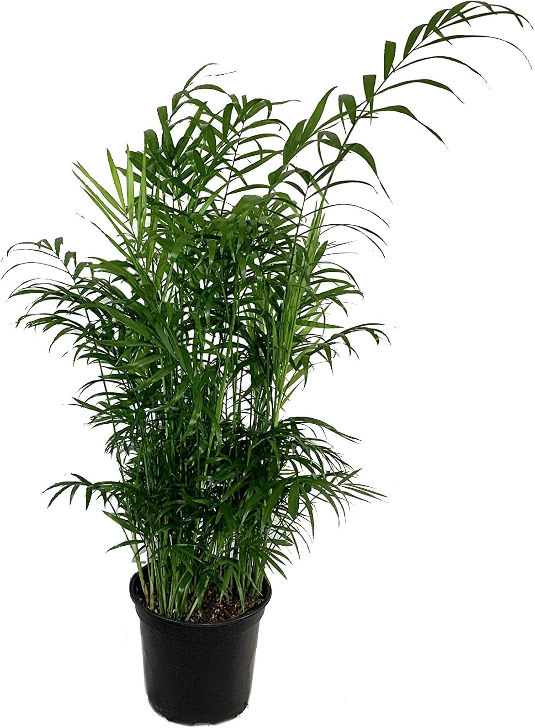 3 Live Plants in 6 Inch Pots - ZZ, Dracaena Janet Craig, Neanthe Bella Parlor Palm K386615