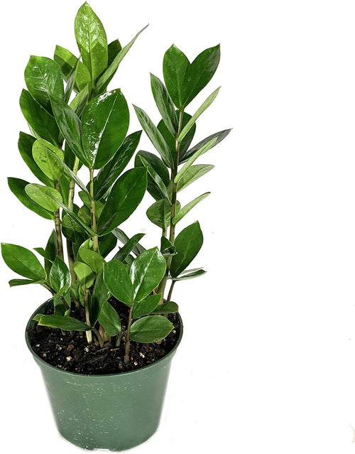3 Live Plants in 6 Inch Pots - ZZ, Dracaena Janet Craig, Neanthe Bella Parlor Palm K386615