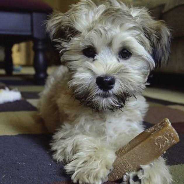 Dog Chew U42092