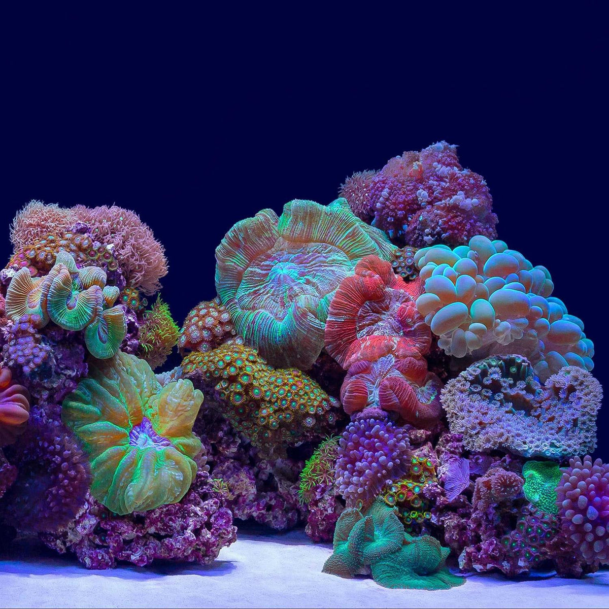 River Rock/Coral Bliss Background O92227
