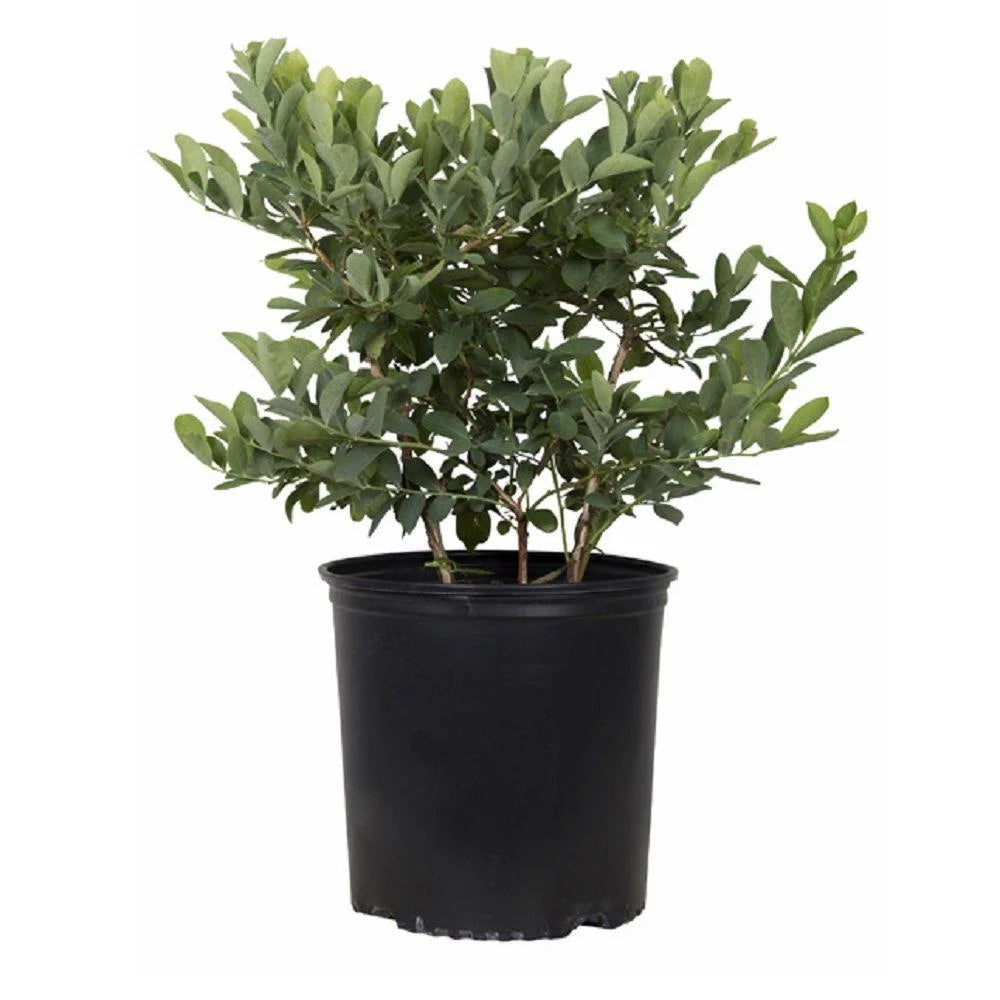 2.5 Gallon Rabbiteye Blueberry Bush Y120333