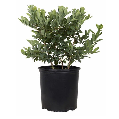 2.5 Gallon Rabbiteye Blueberry Bush Y120333