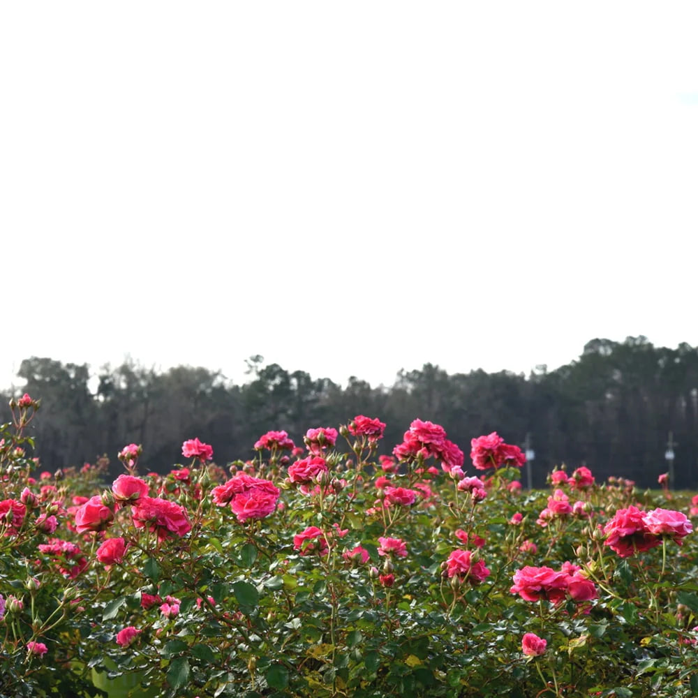 1 gal. Reblooming Rose Bush A222