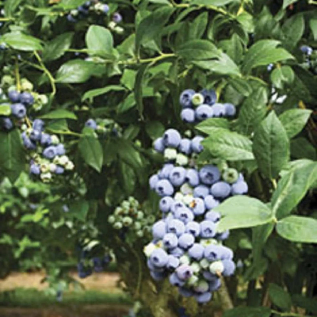 2.5 Gallon Rabbiteye Blueberry Bush Y120333