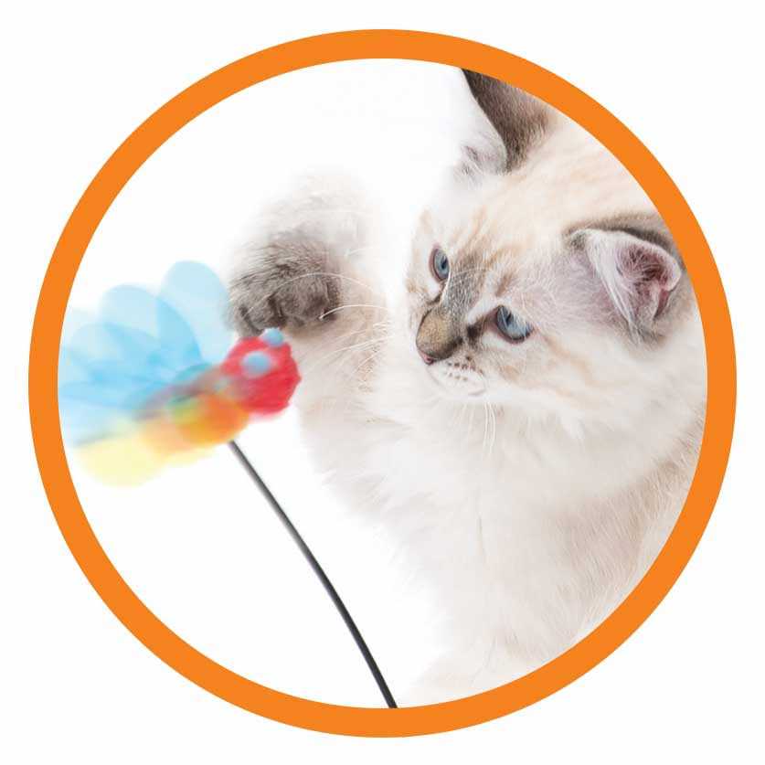 Interactive Cat Toy N190167