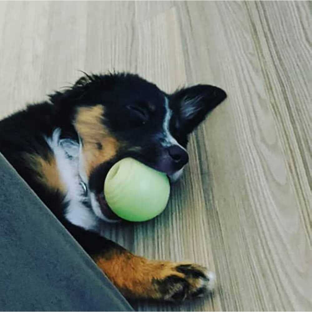 Glow Ball Dog Toys N488