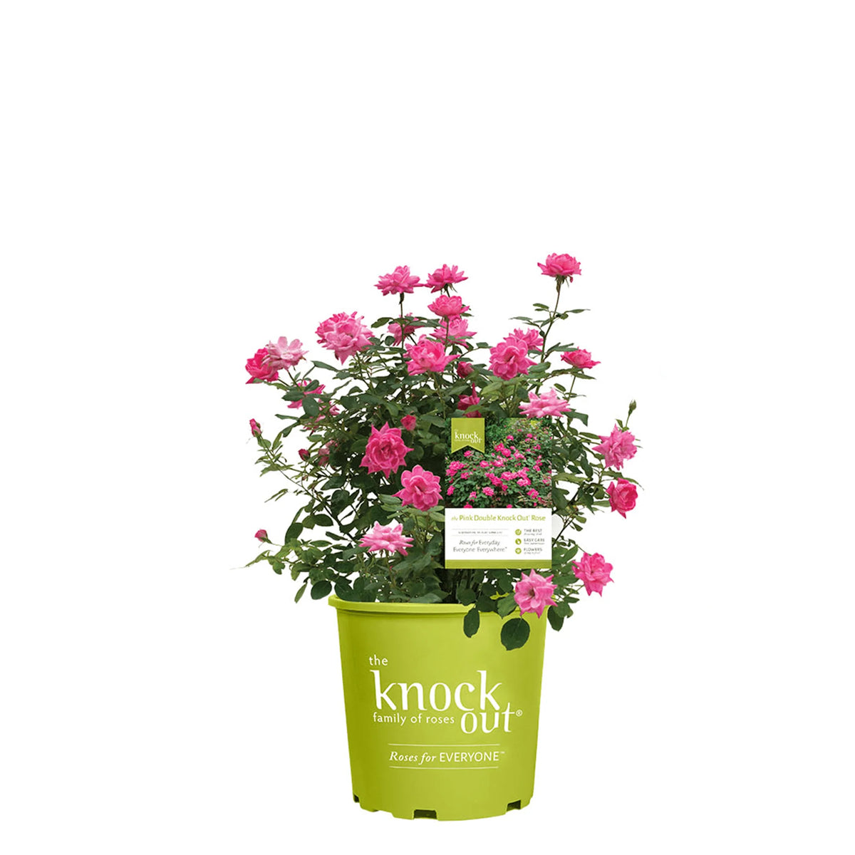 1 gal. Reblooming Rose Bush A222