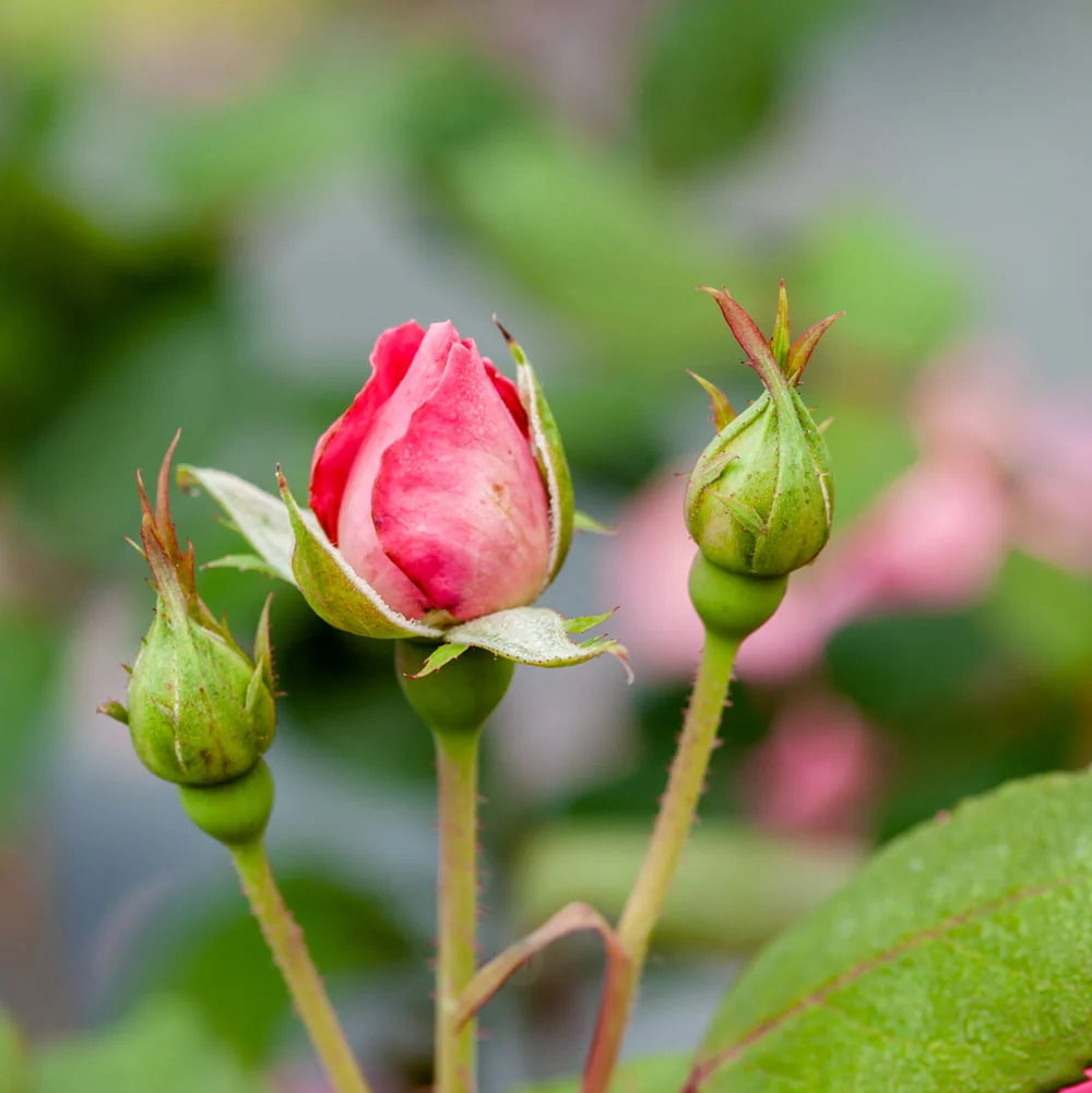 1 gal. Reblooming Rose Bush A222